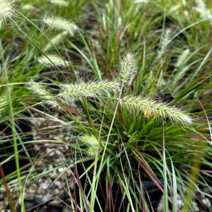 Pennisetum alopecuriodes 'Burgundy Bunny' PP21917