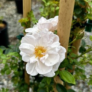 Rosa x 'White Dawn'