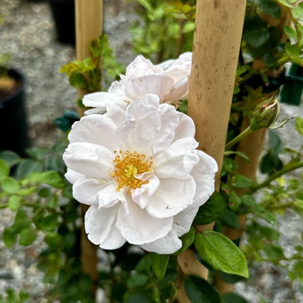 Rosa x 'White Dawn'