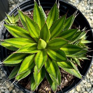 Agave lophantha 'Multigreen'