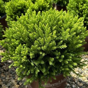 Cryptomeria japonica 'Spg-3-014' Dragon Prince™