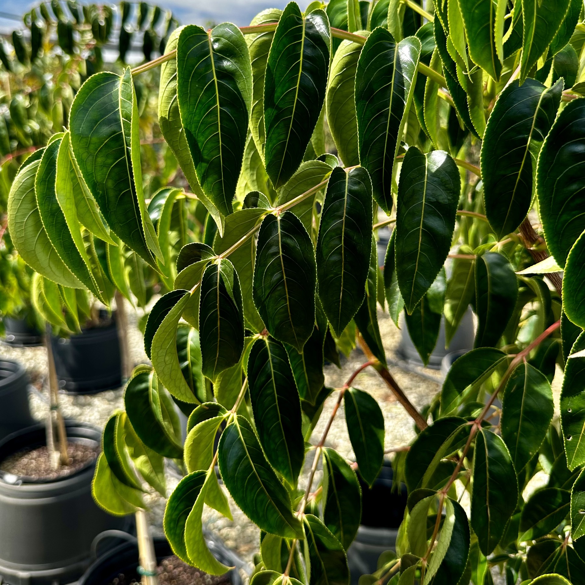 Euscaphis japonica - Image 2