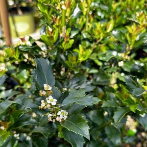 Ilex x meserveae 'MonWilde' Little One® PPAF