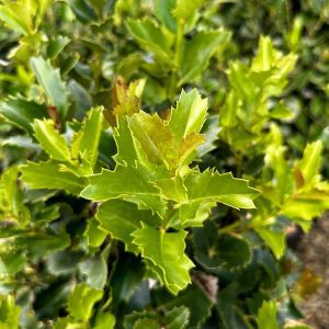 Ilex x 'EN-6' Monarch™ PPAF