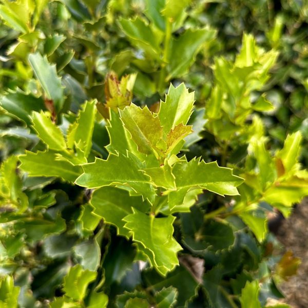 Ilex x 'EN-6' Monarch™ PPAF