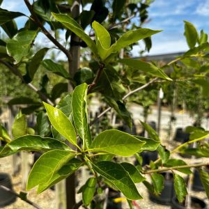 Nyssa sylvatica 'WFH1' Tupelo Tower™