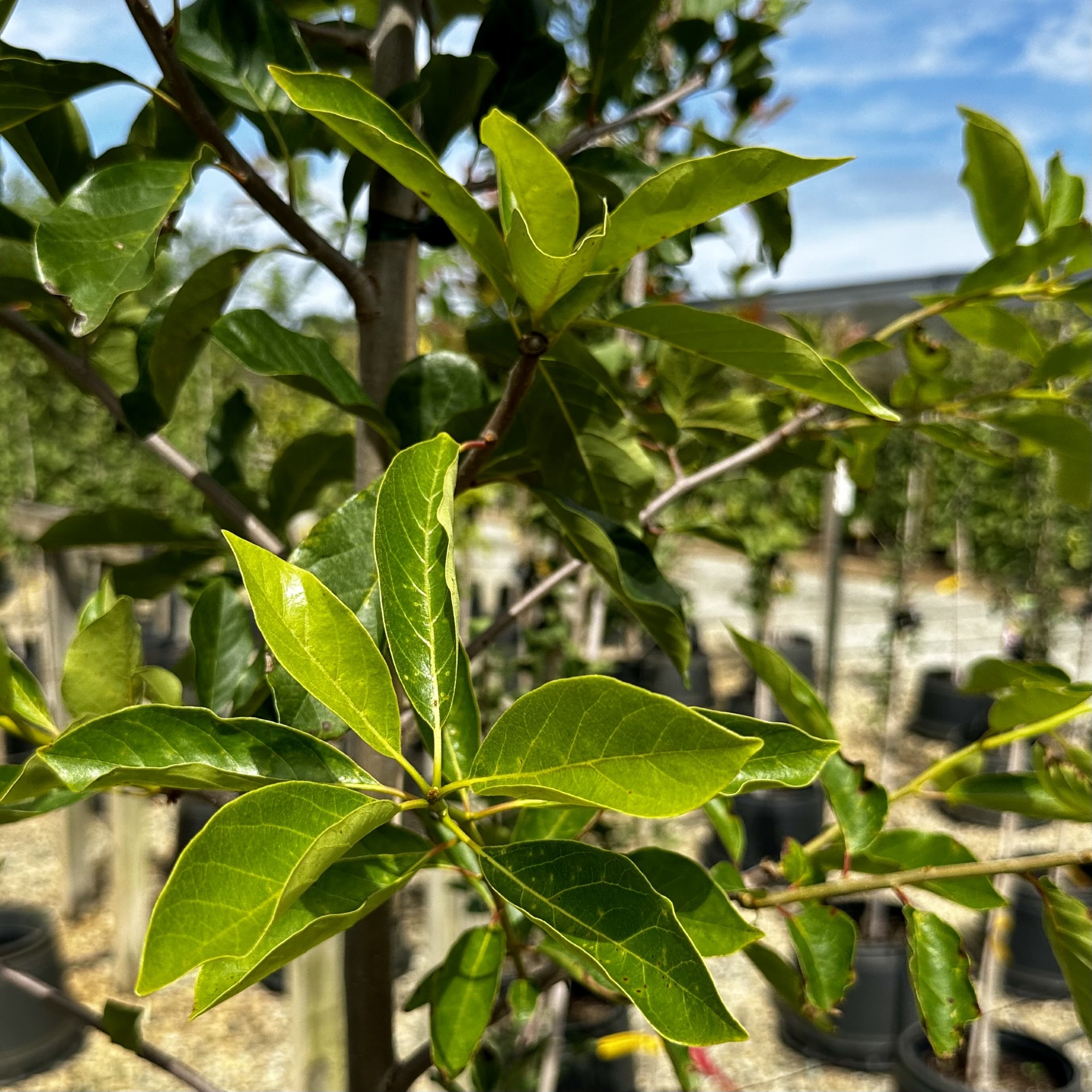 Nyssa sylvatica 'WFH1' Tupelo Tower™