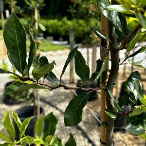 Nyssa sylvatica 'Zydeco Twist'