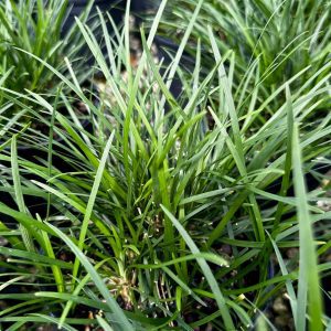 Ophiopogon japonicus
