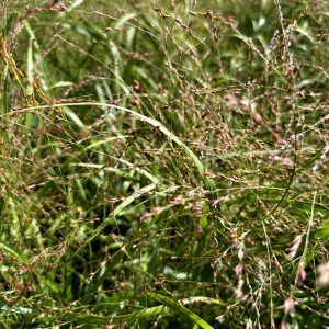 Panicum virgatum 'Heavy Metal'