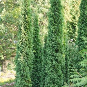 Thuja occidentalis 'SMTOTM' Full Speed A Hedge® Thin Man® PP25672