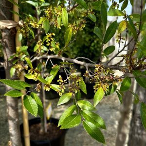 Ulmus parvifolia 'Emer II' Allee®