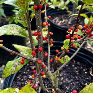 Ilex verticillata 'Sparkleberry'