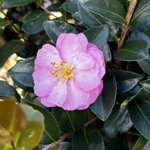 Camellia sasanqua 'Cotton Candy'