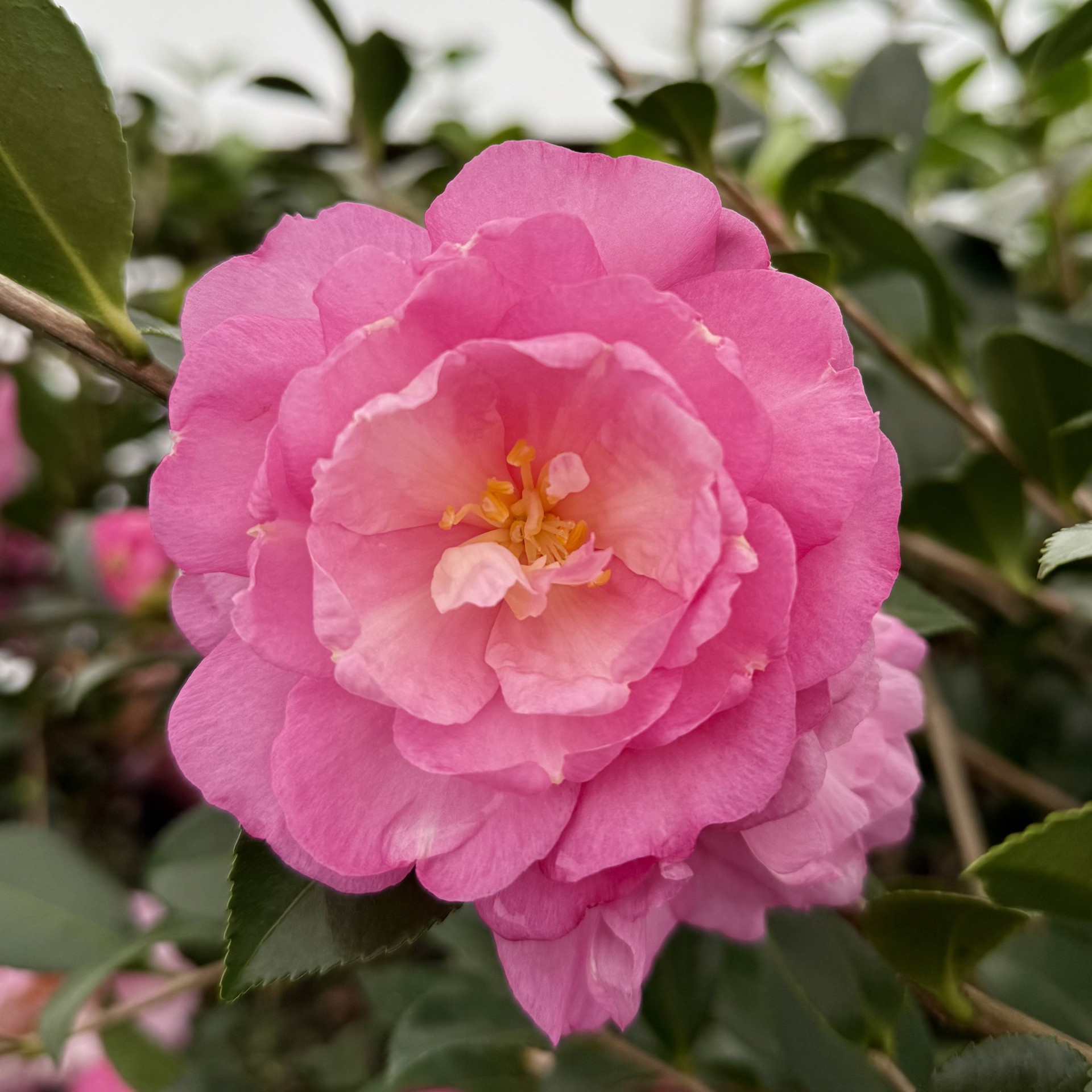 Camellia sasanqua 'Our Linda'