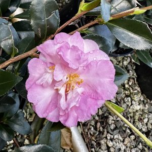 Camellia sasanqua 'Our Linda'