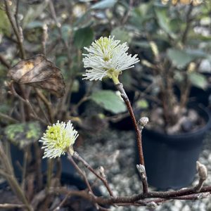 Fothergilla gardenii