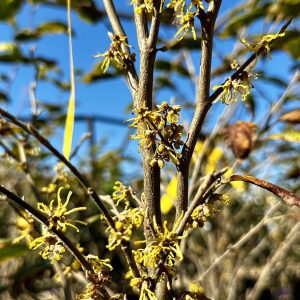 Hamamelis virginiana 'Little Prospect'