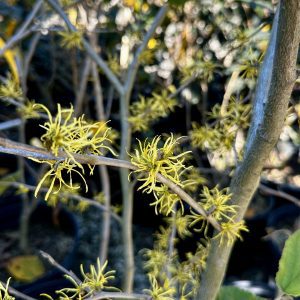 Hamamelis virginiana