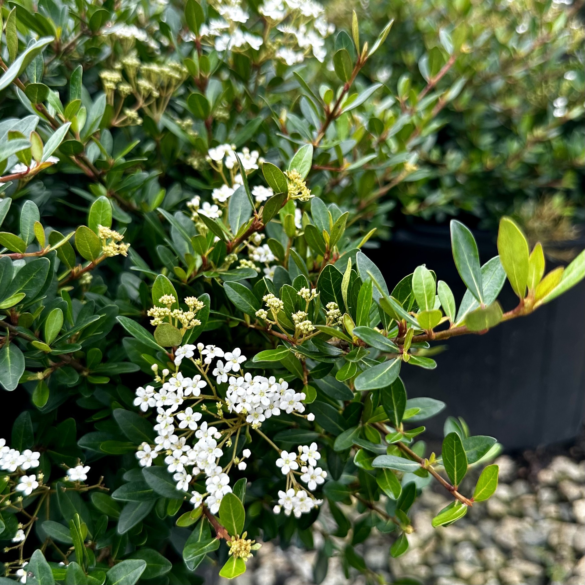 Viburnum obovatum 'Raulston Hardy'