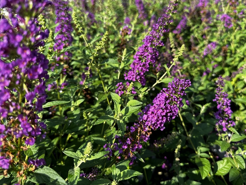 high-quality and diverse plants