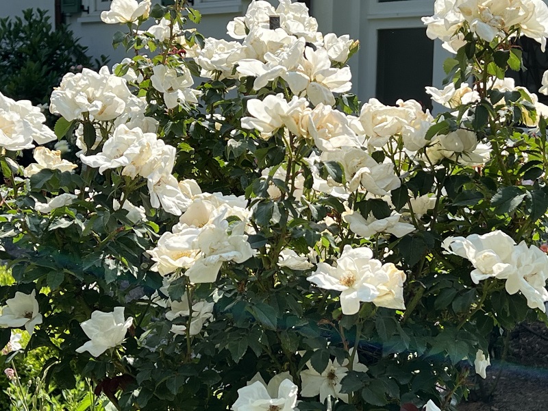 high-quality and diverse plants