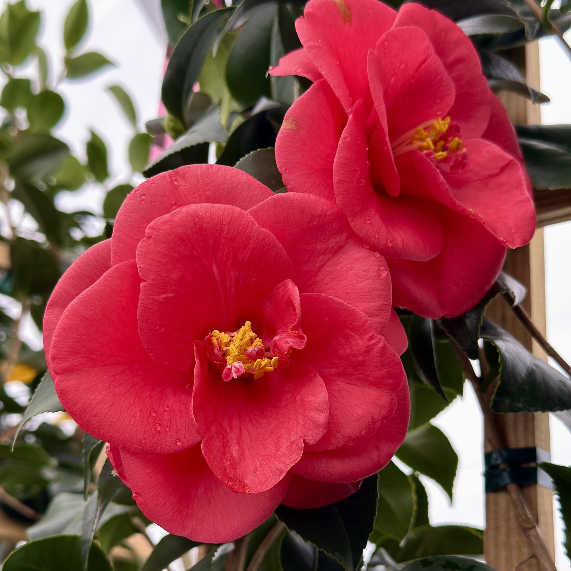 Camellia japonica 'Greensboro Red'