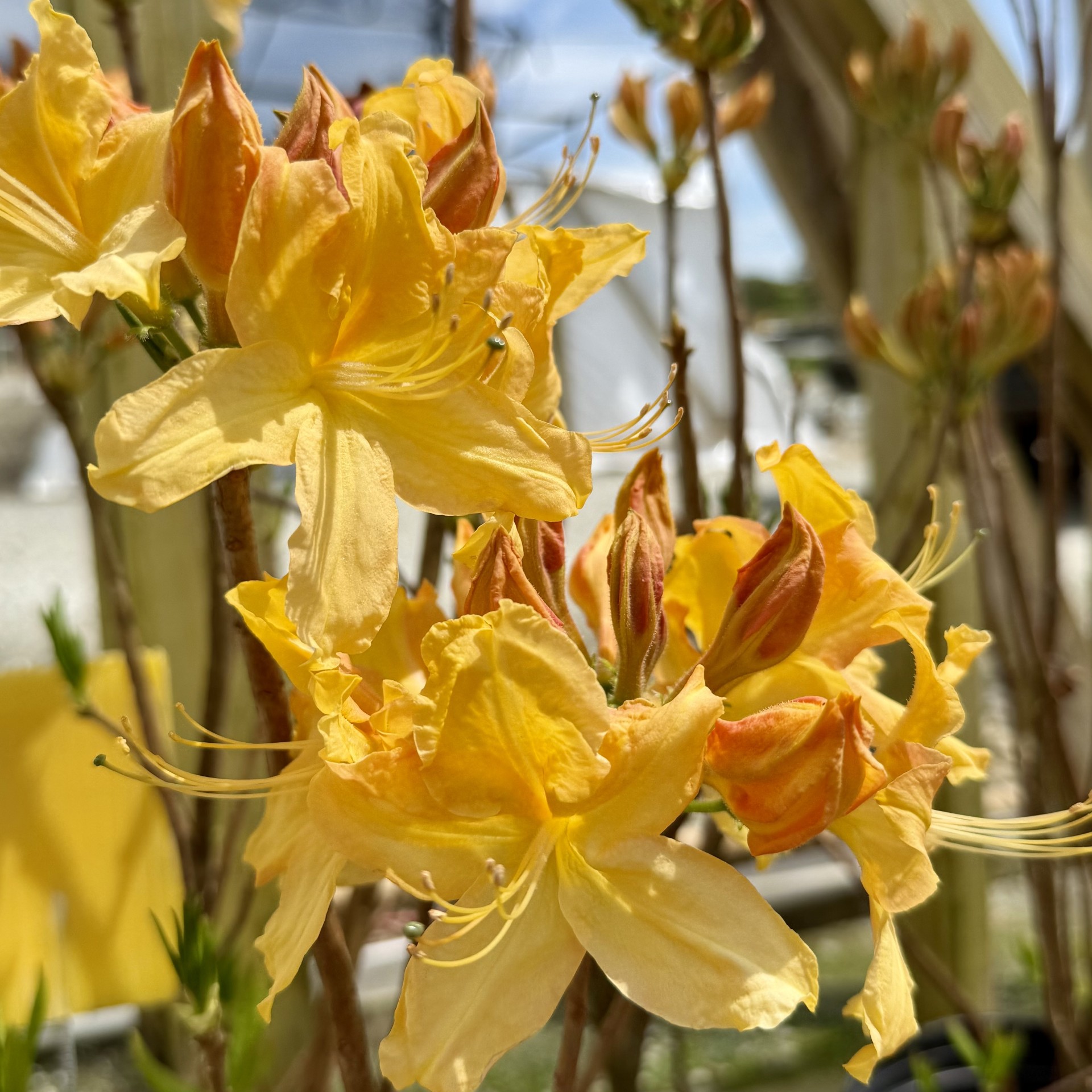 Azalea x 'Golden Lights' - Image 2
