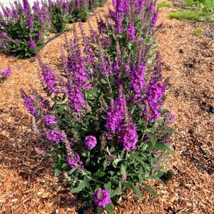 Buddleia x 'PODARASNGA 3-30' Birthday Cake® PPAF