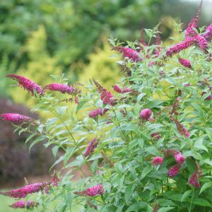 Buddleia x 'Miss Molly' PP23425