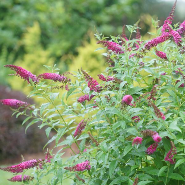 Buddleia x 'Miss Molly' PP23425
