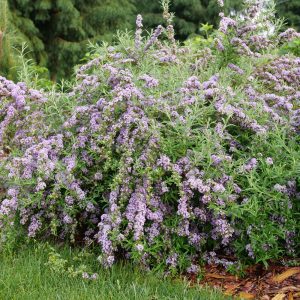 Buddleia alternifolia 'SMNBAB' Mop Top™ PPAF