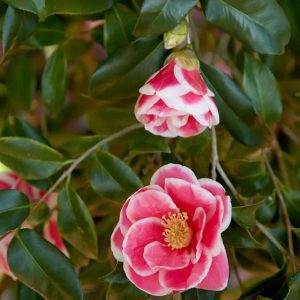 Camellia sasanqua 'Green J-039' Christmas Carol™