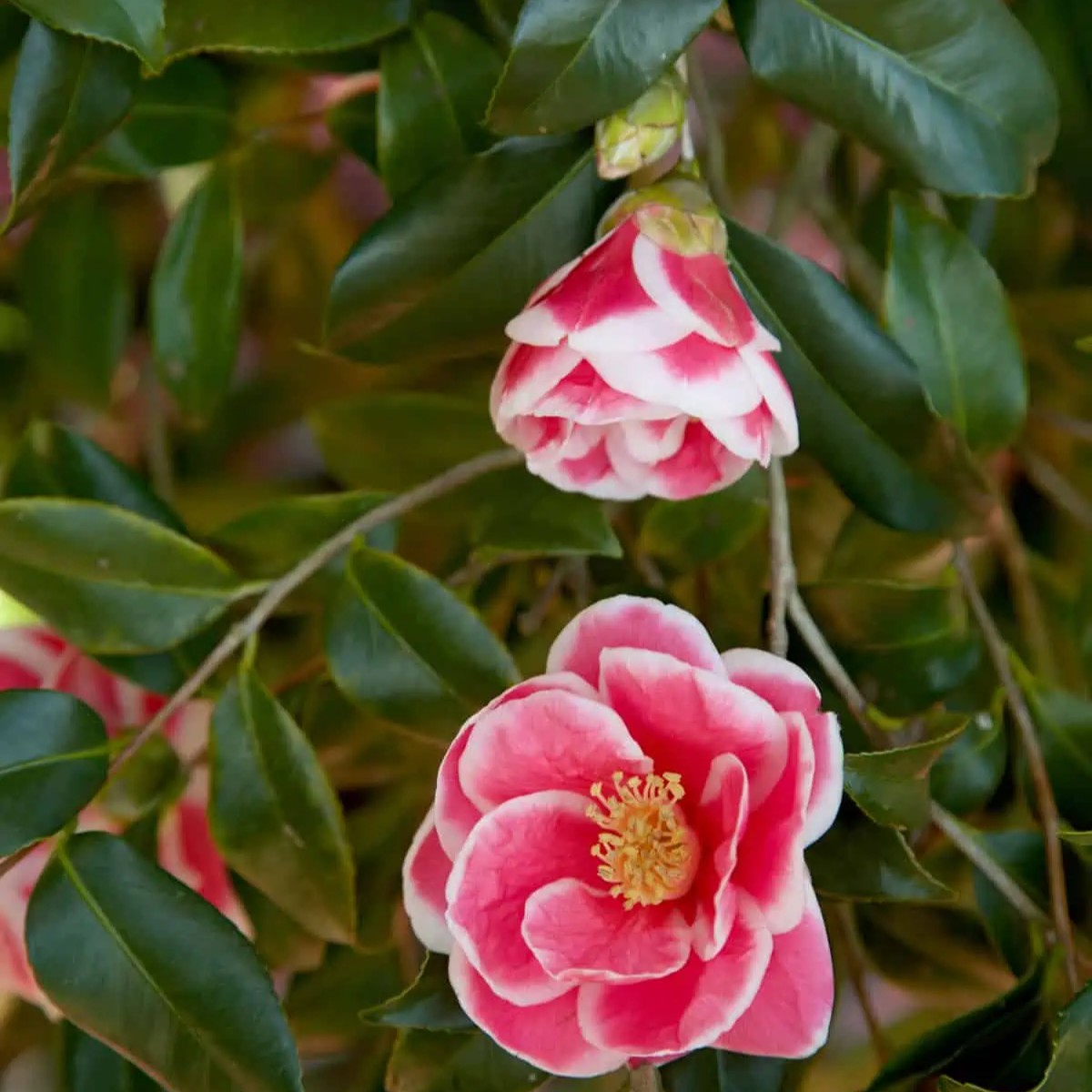 Camellia sasanqua 'Green J-039' Christmas Carol™