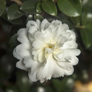 Camellia sasanqua 'Green S99-016' October Magic® Ivory™ PP24887