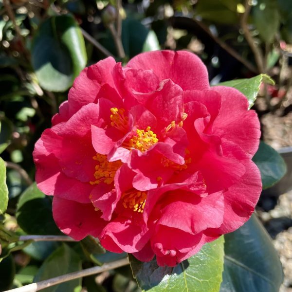 Camellia japonica 'Turandot'