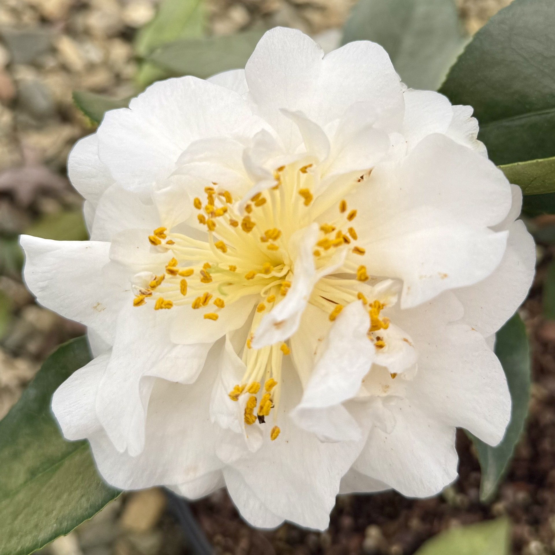 Camellia japonica 'White Empress'