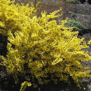 Forsythia x intermedia 'Kolgold' Magical® Gold PPAF