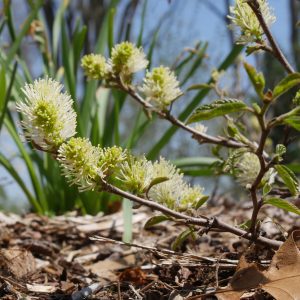 Fothergilla x intermedia 'ALICE' Legend of the Fall® PP32049