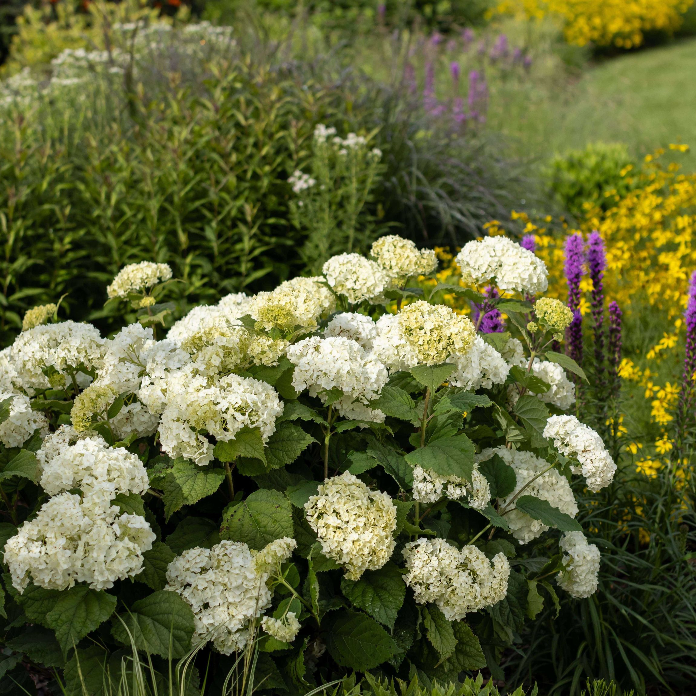 Hydrangea arborescens 'Baiful' FlowerFull® PP35613