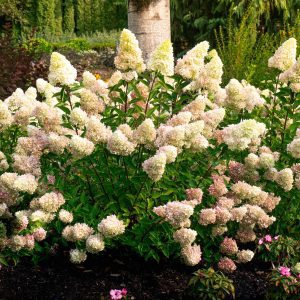 Hydrangea paniculata 'HYLV17522' Dragon Baby™ PPAF