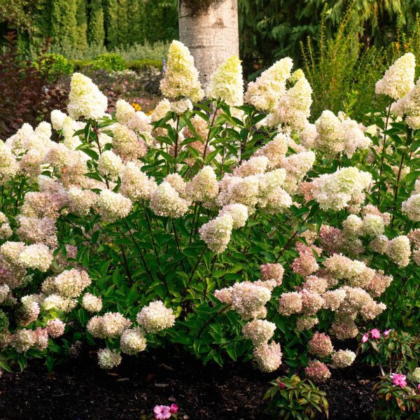 Hydrangea paniculata 'HYLV17522' Dragon Baby™ PPAF