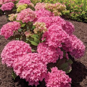 Hydrangea macrophylla 'Hortmafarfa' Starfield™ PP32164