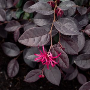 Loropetalum chinense 'Plum Gorgeous'