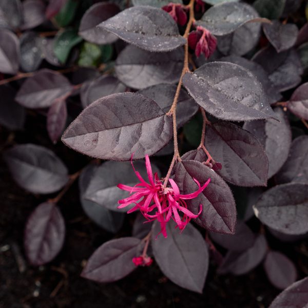 Loropetalum chinense 'Plum Gorgeous'