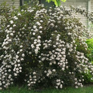 Physocarpus opulifolius 'Seward' Summer Wine® PP14812