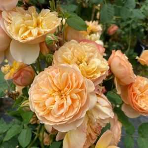 Rosa x 'Boznatafra' Flavorette® Honey-Apricot