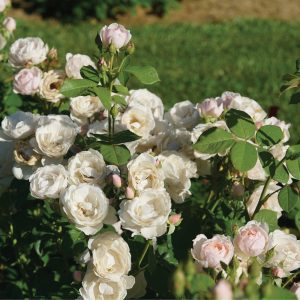 Rosa x 'Bozdib023' Flavorette Pear'd® PPAF
