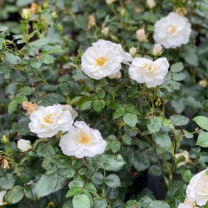 Rosa x 'Bozmillwin' Oso Easy Ice Bay® PP28197