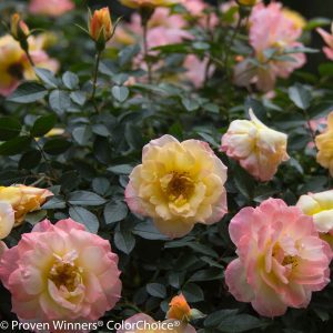 Rosa x 'CHEWNICEBELL' Oso Easy Italian Ice® PP26532